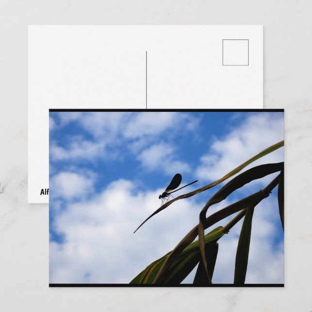 Cartão Postal Libélula no Céu Azul (Frente/Verso)