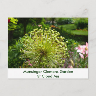 Cartão Postal Libélula no jardim de Munsinger