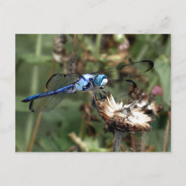 Cartão Postal Libélulas Libélula Azul em uma Foto de Casca de Fl
