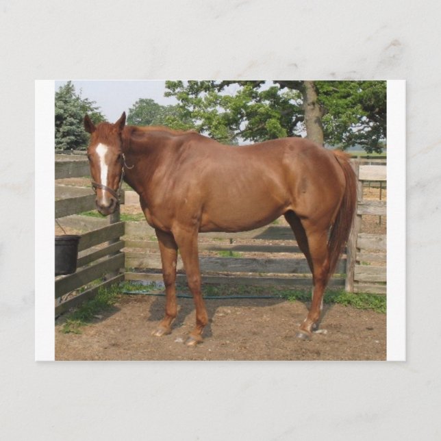 Cartão Postal Liberdade (Frente)