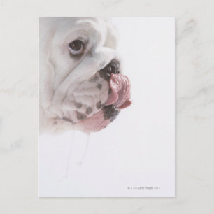 Cartão Postal Licenciamento Bulldog