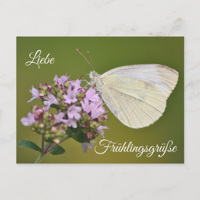 Cartão Postal Liebe Frühlingsgrüße (Frente)