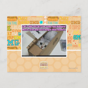Cartão Postal Ligue para 1-800-LOLCATS