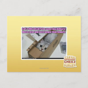 Cartão Postal Ligue para 1-800-LOLCATS