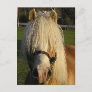 Cartão Postal Lil' Bill