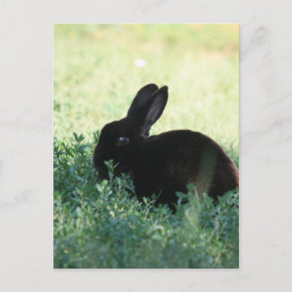 Cartão Postal Lil Black Bunny