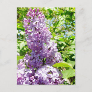 Cartão postal Lilac