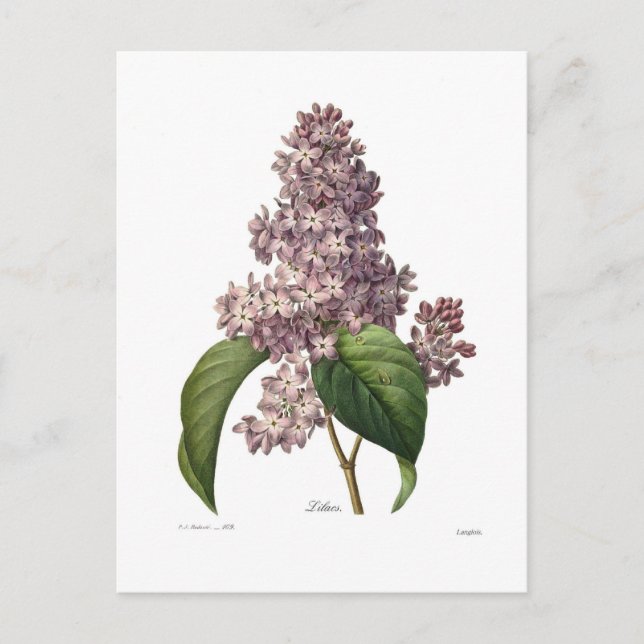 Cartão Postal Lilac (Frente)