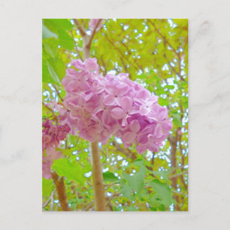 Cartão Postal 、 Lilac 紫 丁 花 香 (む ら さ き は し ど い
