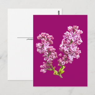 Cartão postal - Lilac Blossoms