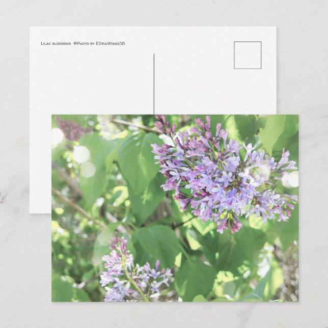 Cartão Postal Lilac Blossoms Primavera Bloom Nature Fotografia (Frente/Verso)