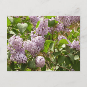 Cartão Postal Lilac Bush Lindas Flores de primavera Roxas