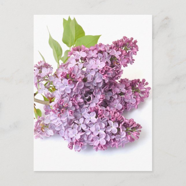 Cartão Postal Lilac floresce (Frente)
