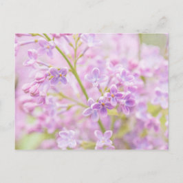 Cartão Postal Lilac Flowers Mist