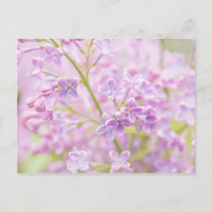 Cartão Postal Lilac Flowers Mist