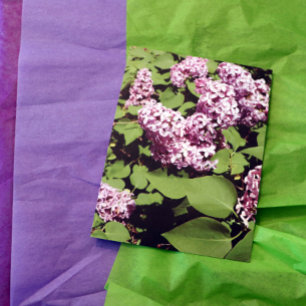 Cartão Postal Lilac Love