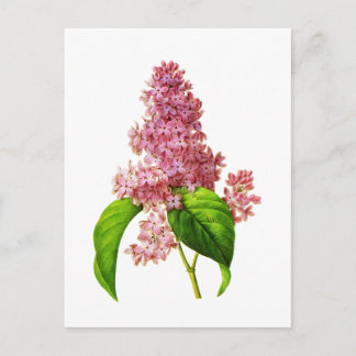 Cartão Postal Lilac por Pierre Joseph Redoute