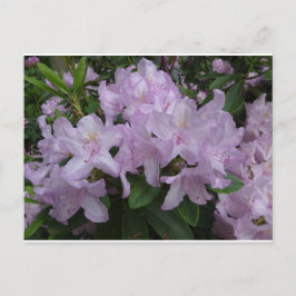 Cartão Postal Lilac Rhododendron Flowers DIY Cartão-postal