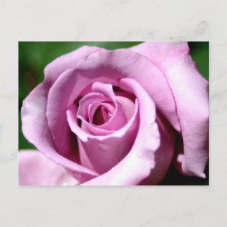 Cartão Postal Lilac rosa