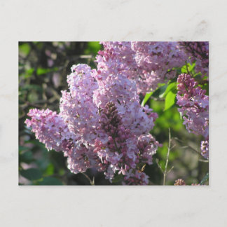 Cartão Postal Lilac Roxo