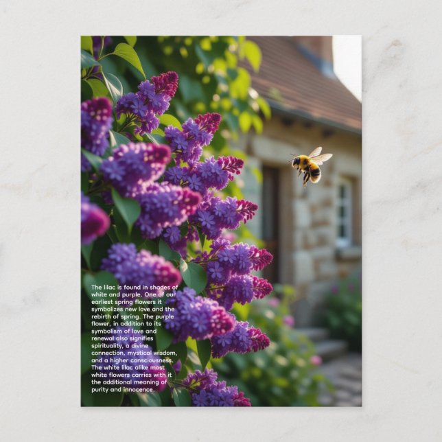 Cartão Postal Lilac Symbolism (Frente)