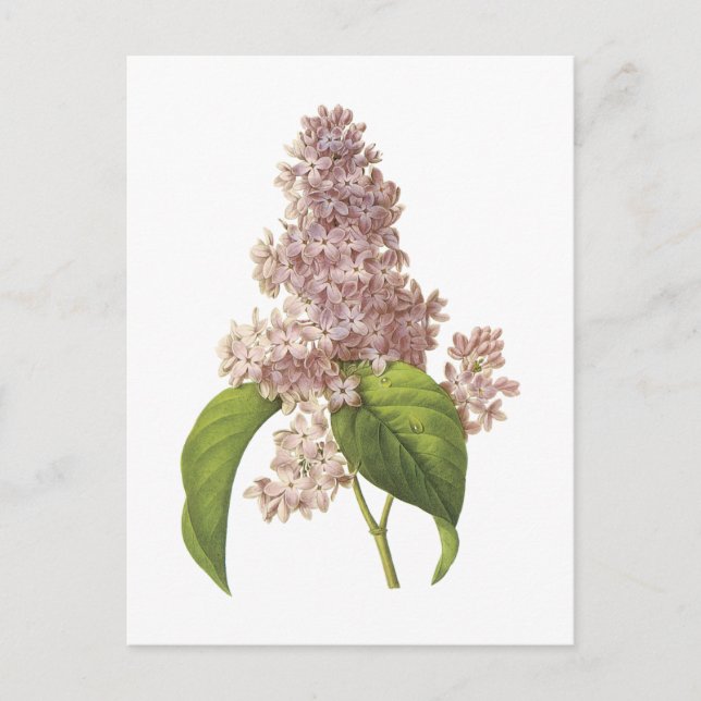 Cartão Postal lilac(Syringa sp.) por Redouté (Frente)