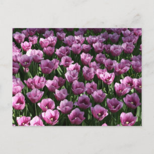 Cartão Postal Lilac Tulips