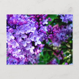 Cartão Postal Lilacs