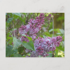 Cartão Postal Lilacs