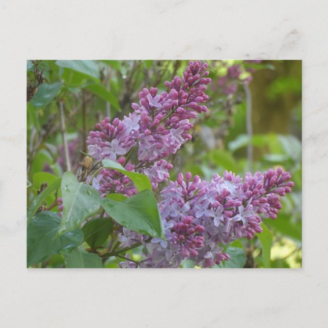 Cartão Postal Lilacs (Frente)