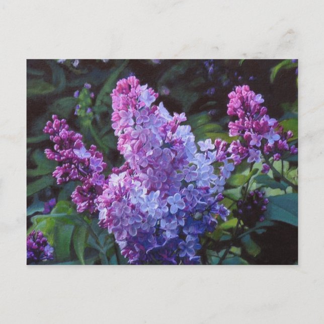 Cartão Postal Lilacs de Lavendar (Frente)