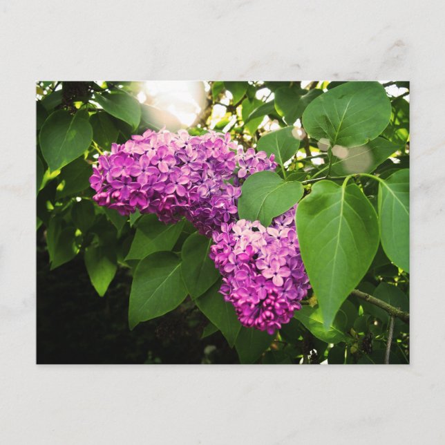 Cartão Postal Lilacs em The Sun (Frente)