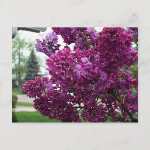 Cartão postal Lilacs lavanda