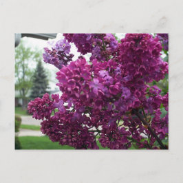 Cartão postal Lilacs lavanda