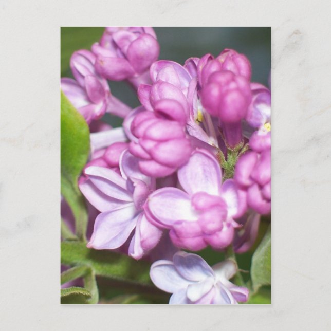 Cartão Postal Lilacs no Oregon (Frente)