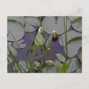 Cartão Postal Lilas de água
