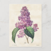 Lilas Roxas Vibrantes Botânica Vintage