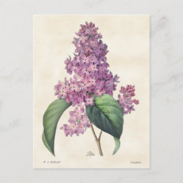 Cartão Postal Lilas Roxas Vibrantes Botânica Vintage