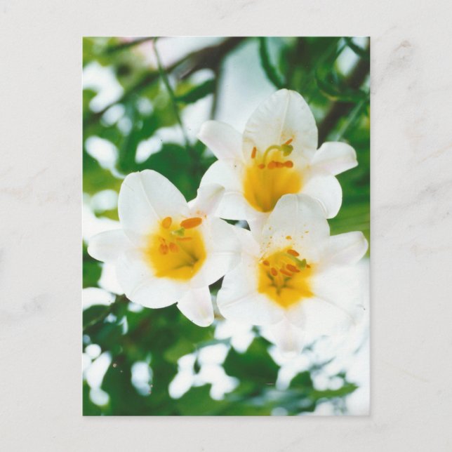 Cartão Postal Lilies Brancas Rústicas - Lilium candidum (Frente)