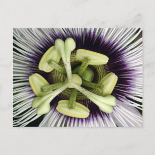 Cartão Postal Lilikoi Flower