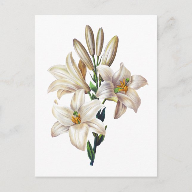 Cartão Postal Lilium Candidum ou Madonna Lily Por Redoute (Frente)