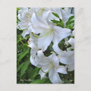 Cartão Postal Lilium "Casa Blanca" ポ ス ト Equipe ド