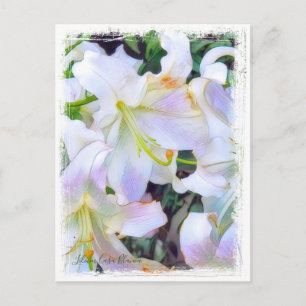 Cartão Postal Lilium "Casa Blanca" ポ ス ト Equipe ド