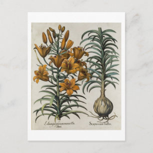 Cartão Postal Lilium purpureum mauis Do danei e Scapus cum bul