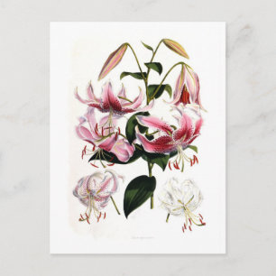 Cartão Postal Lilium speciosum