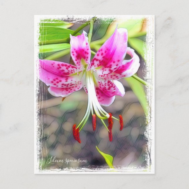 Cartão Postal Lilium speciosum [Cartão postal] ポ ス ト カ (Frente)