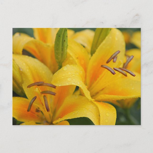 Cartão Postal Lillies Amarelos (Frente)