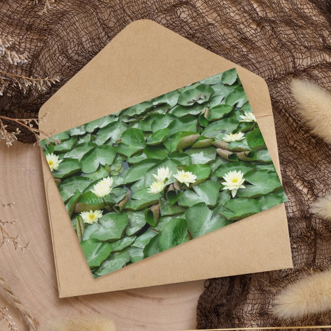 Cartão Postal Lillies de Água (Criador carregado)