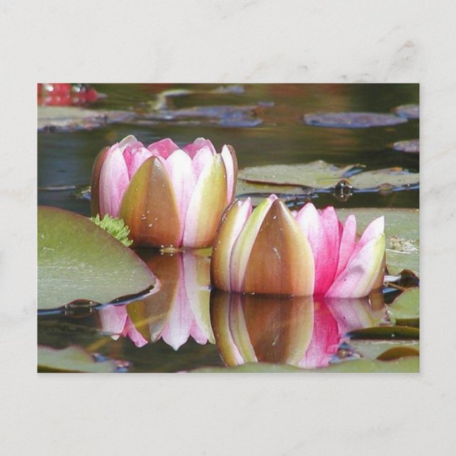 Cartão Postal Lillies de Água (Frente)