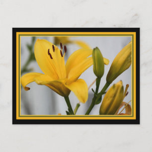Cartão Postal Lillies do Dia Amarelo